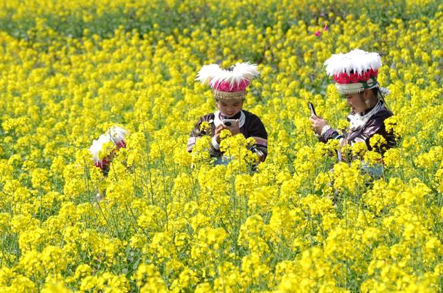 肇兴：春日限定 金色侗寨