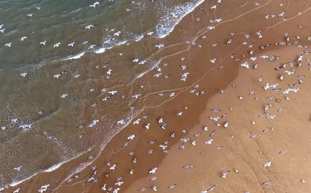 冬日限定浪漫！辛安河海滨海鸥成群，快来打卡“鸥”遇
