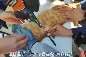 果然视频|一小猫被箭矢刺穿背部，消防员耐心为其“手术”图片