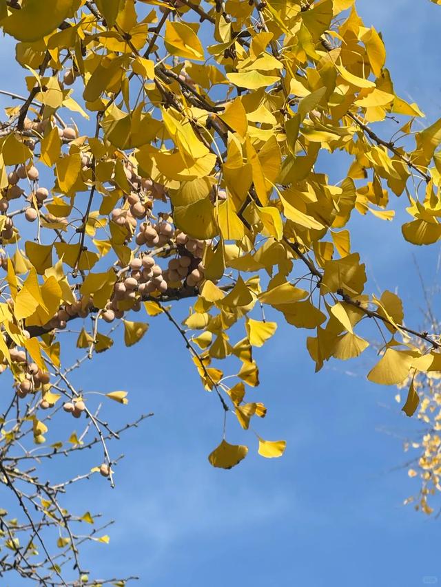 大白鹭现身!寒潮来临前,到环城公园赴一场暖冬之约~