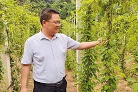 山阳县小河口镇：栽植五味子 结出“钱串子”图片
