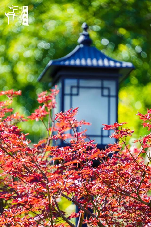 美“枫”了，快来赏！