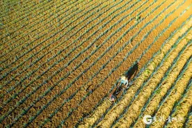 【高清组图】贵州黔西：机械化管护大葱图片