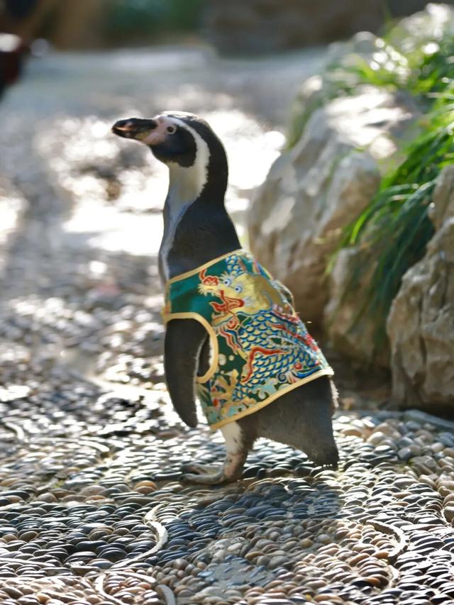 萌度“爆表”！洪堡企鹅最爱的瞻园秋景都在这里→