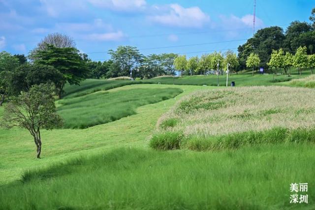 深圳「夏日草原」免费开放，随手拍出电影感！