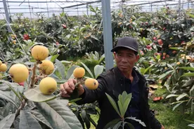 枇杷界的“白富美”抢鲜上市图片