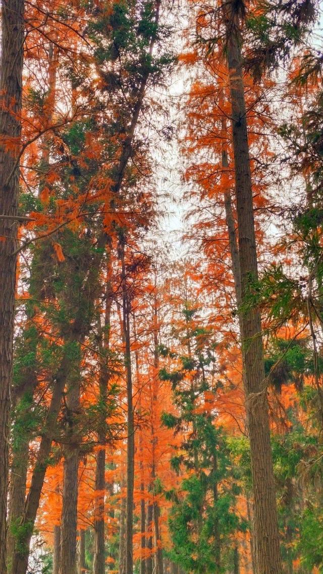 江苏溧水：东屏湖藏生态秘境 松杉林成打卡新地标