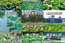 沙湖公园首批荷花已开放！武汉超全赏荷花攻略来了图片