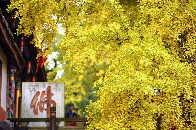 出发！来四川淘“金”