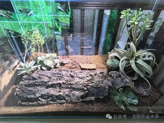 今天起免费开放！藏在沈阳校园里的博物馆+1！