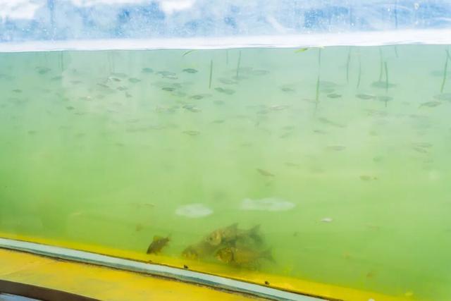 传疯了！玄武湖“大鱼缸”来了