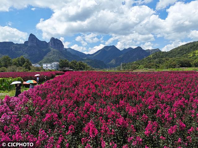 花开成海景色美