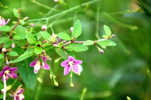 孝南：深秋湿地 韵律的盛宴