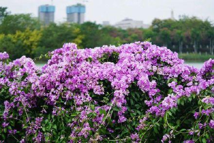 美呆了！南宁大片紫色花盛开！层层叠叠，如同紫色的瀑布