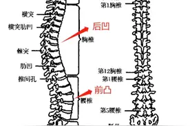 岔开腿坐真的是女性最健康的坐姿吗？图片