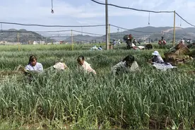 富源新街蔬菜种植基地：兴一项产业 活一方经济 富一方群众图片