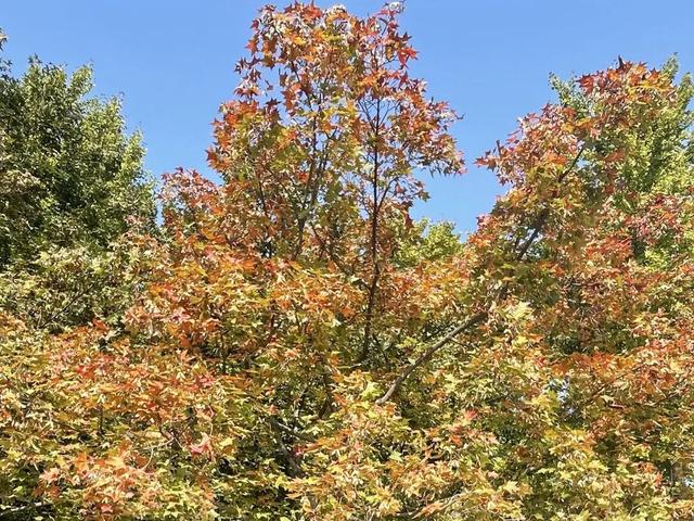 不必扎堆地坛公园！东城区赏秋攻略，一图收藏