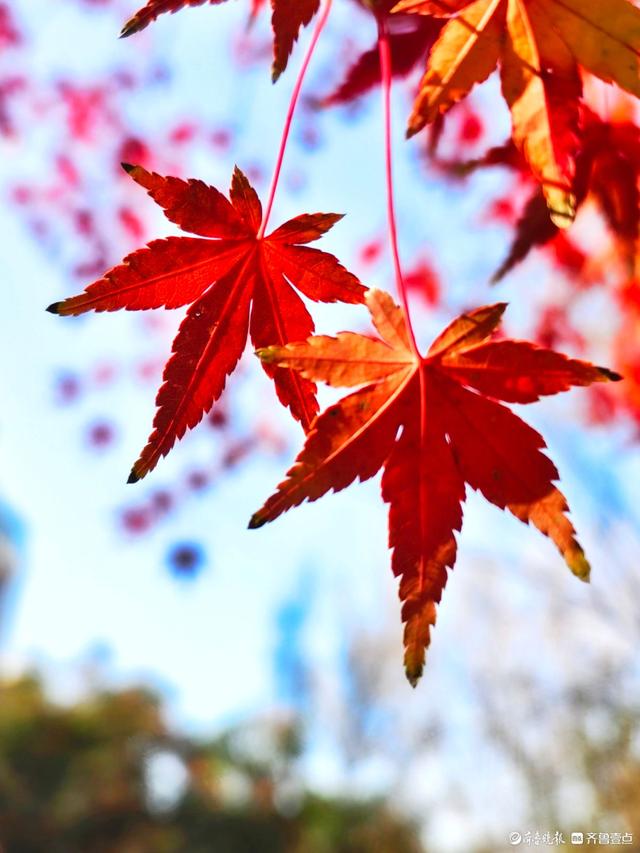 冬日枫树叶，五彩斑斓景致绝美