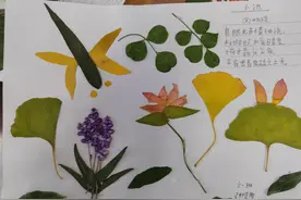 未央区徐寨小学六年级语文特色作业展示图片