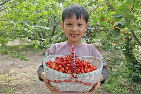 Z深读丨郑州樱桃红了！且看小樱桃如何撬动大产业图片