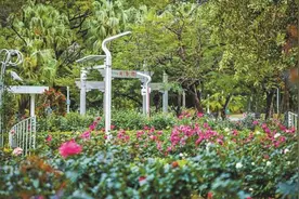2025深圳春花集·月季赏花在四大公园同时开幕图片