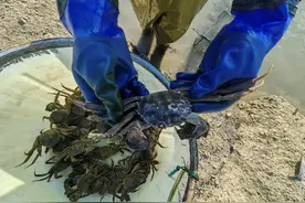 在汾湖，“蟹”逅好水好渔好生活图片