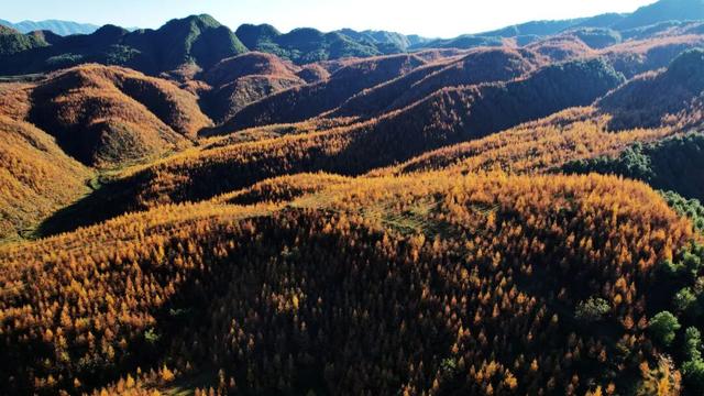 朱提文苑 | 龙树深秋里，山岭铺鎏金