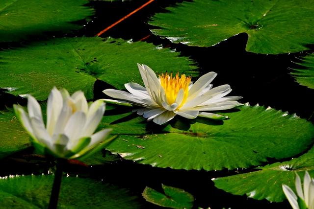海南三亚：冬季莲花令人赏心悦目