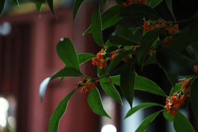 点 击 ↑ 看莲都的秋天