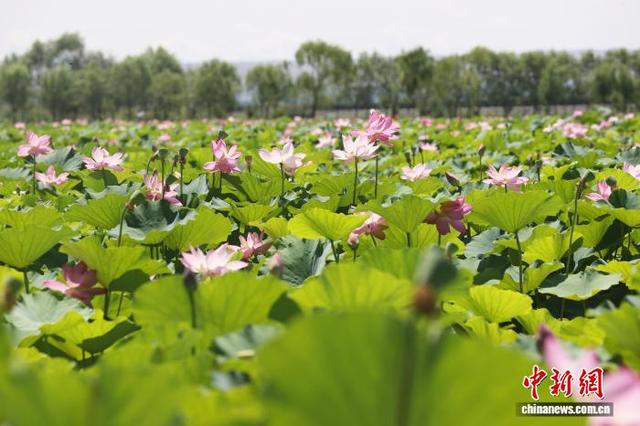 宁夏银川：夏日湿地荷飘香