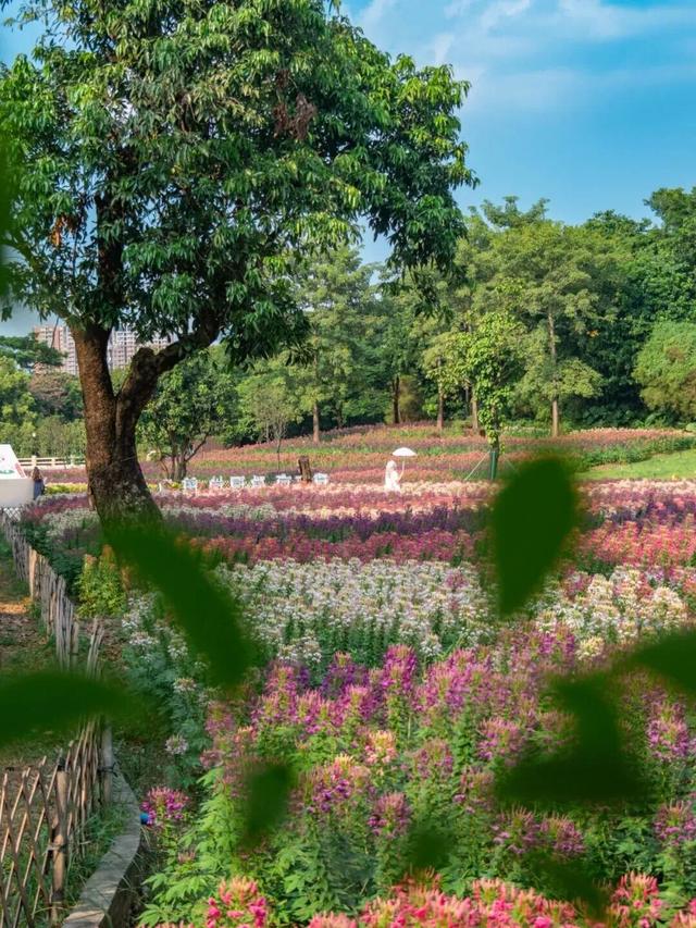地铁直达！广州20000㎡醉蝶花海，美得好不真实！