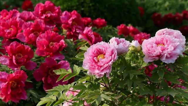 国家级名单公示！与洛阳牡丹有关→