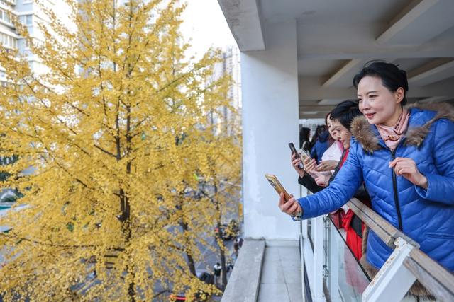 局门路百米银杏长廊热度飙升，找到这个隐藏打卡机位分分钟拍出金秋绝美大片