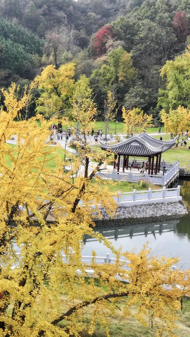 网上爆火的“银杏伞”，在银杏谷……