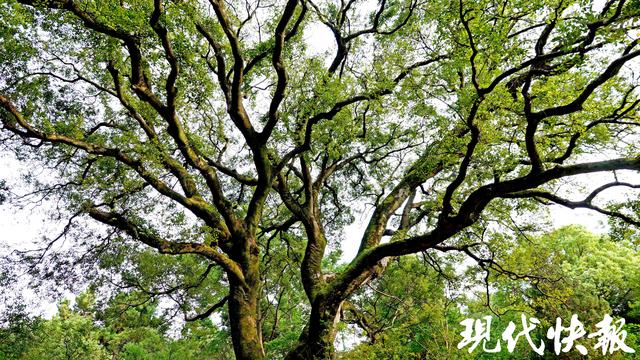 南京百年朴树“树张力”拉满，要四个人手拉手才能环抱