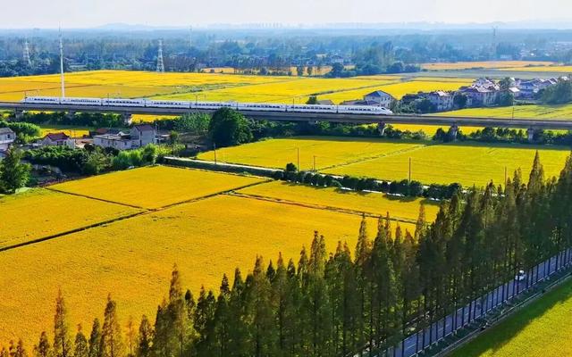美哭！扬州稻田绝美秋景别错过～