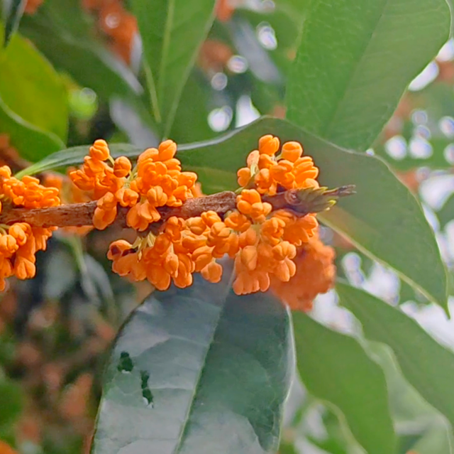 太美！太香！闽清这里的桂花开了！快来邂逅这场金色浪漫——
