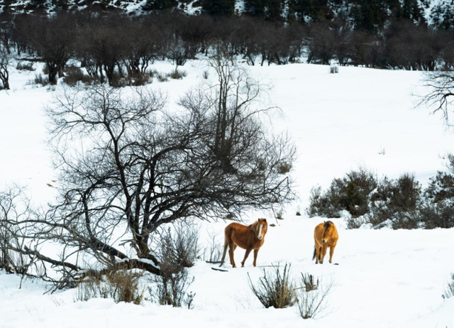 香格里拉国家公园候选区：冬韵如诗，静谧灵动