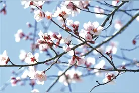 年年岁岁花相似 岁岁年年人不同图片