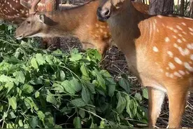 广水“鹿大王”！150头鹿年入200万元图片