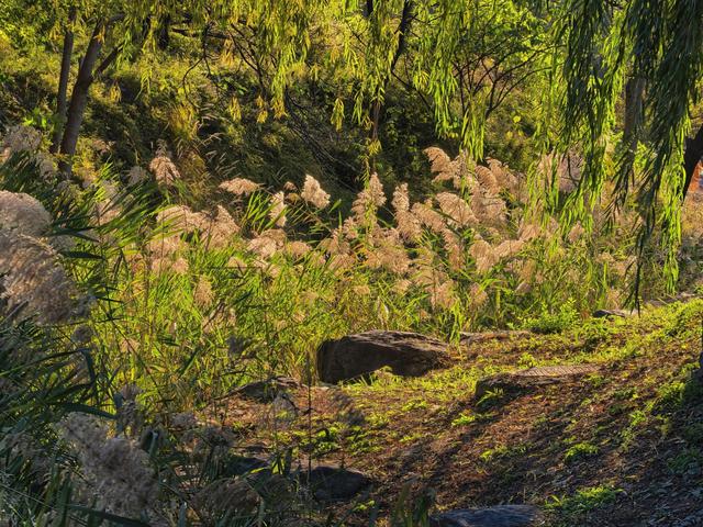 秋光曼妙！圆明园秋日胜春朝