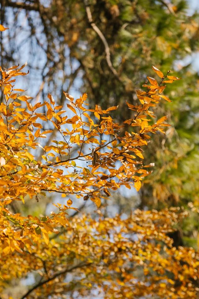 东湖秋日图鉴③｜磨山秋笺：一叶一诗，帧帧藏秋韵