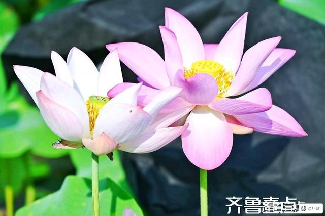 壹点号·秀山东｜黄河公园夏韵悠悠荷满塘