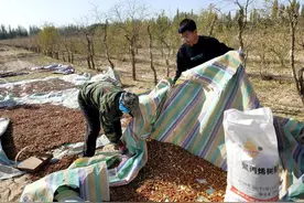 河北赞皇县：小酸枣发展成大产业 酸枣仁成为“致富果”图片