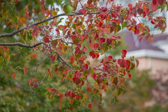 一大波美图袭来！长宁赏秋秘境藏不住啦～