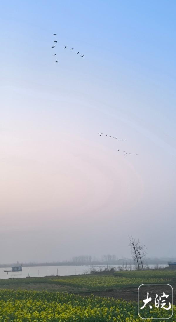 组图｜到淮南“小洱海”，赴一场春日与飞鸟的约定