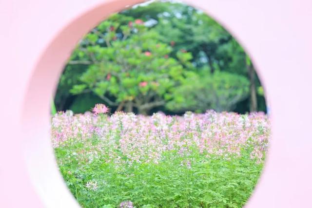 15000㎡花海！免费打卡！珠海人约起来！