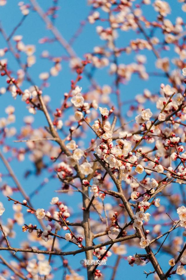 冬樱花、梅花、郁金香、虞美人......昆明最全赏花攻略请查收