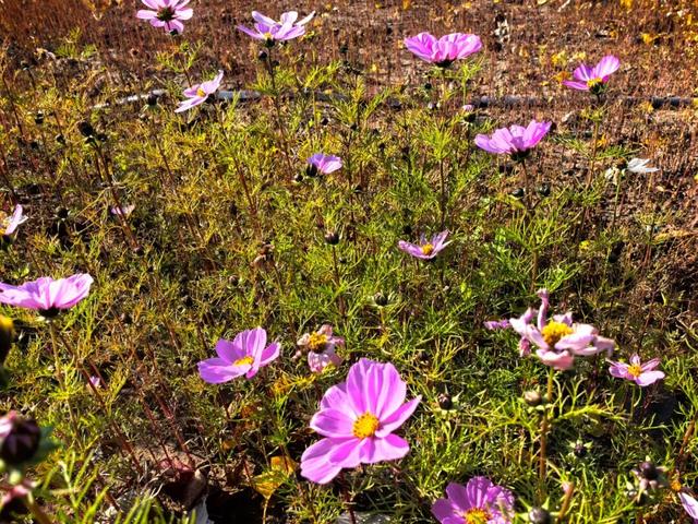 目前处于试开园阶段！占地超300亩！通州新添一个超美大公园！