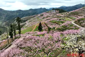 图说|6000亩桃花山野斗“艳”图片